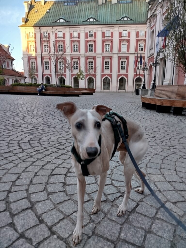 Pies na barokowym dziedzińcu zakonnym.